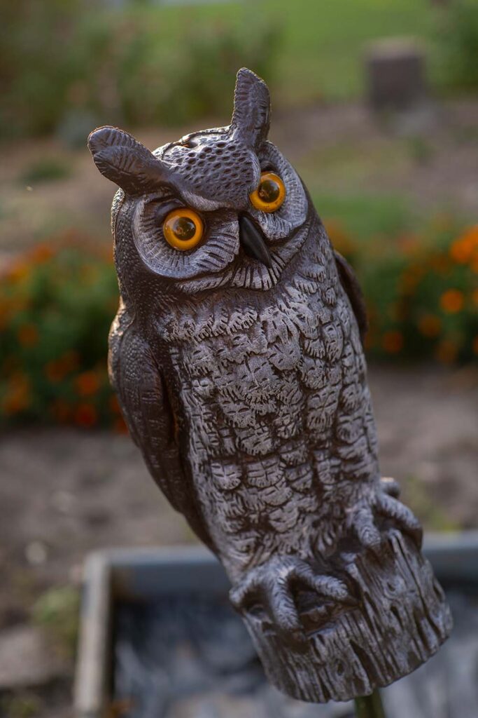 Owl stand – Shallow Depth of Field